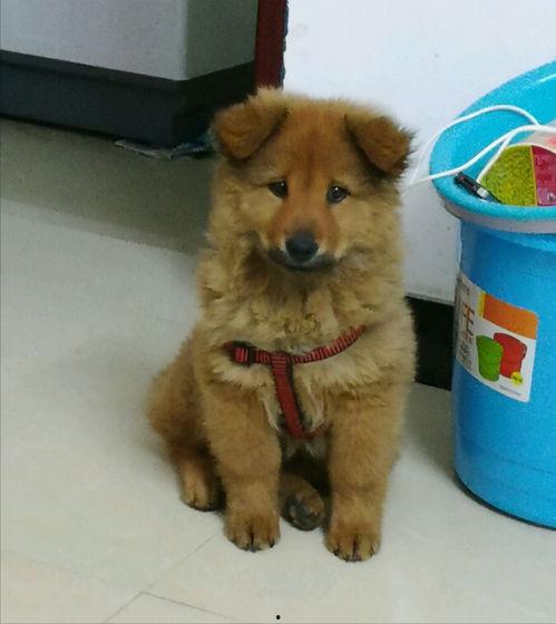 国产高颜值狗狗视频在线,萌态可掬，治愈系来袭！